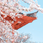 2 week Japan itinerary off the beaten path: Cherry blossoms in full bloom