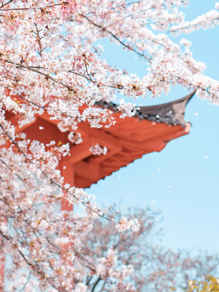 2 week Japan itinerary off the beaten path: Cherry blossoms in full bloom
