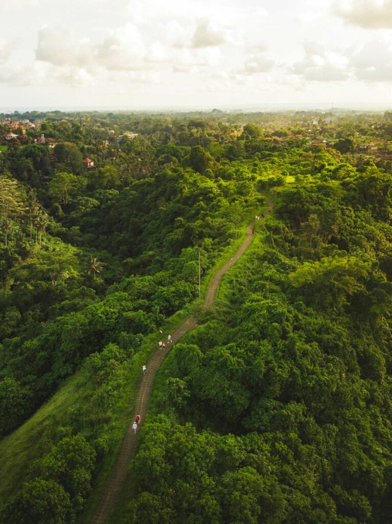 Bali travel guide: Scenic view of Campuhan Ridge Walk surrounded by lush greenery