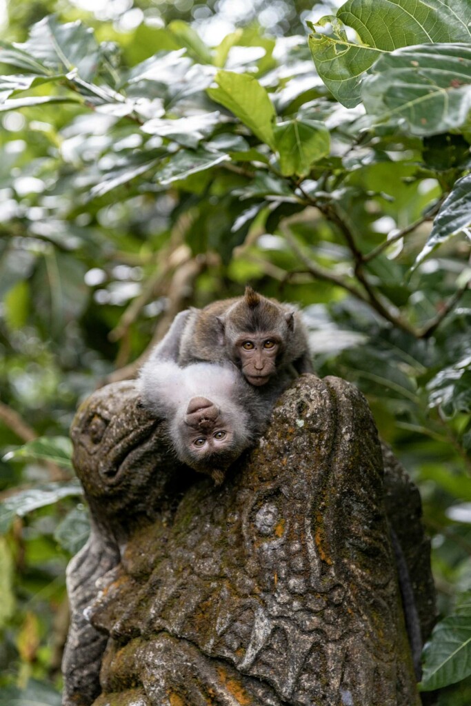 Things to do in Bali Indonesia: Long-tailed macaques in Ubud Monkey Forest