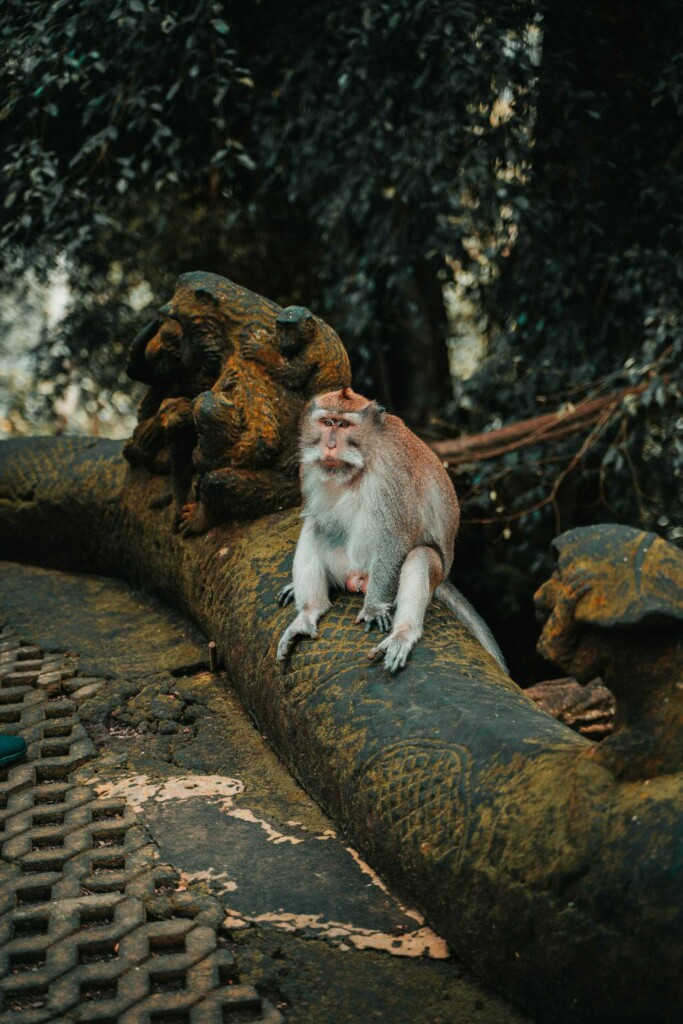 Ubud attractions: Monkeys roaming freely in Ubud Monkey Forest, Bali