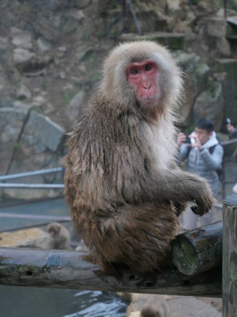 Jigokudani Snow Monkey Park Travel Guide (Japan’s Cutest Wild Monkeys): Wild Japanese macaques soaking in natural hot springs at Jigokudani Snow Monkey Park