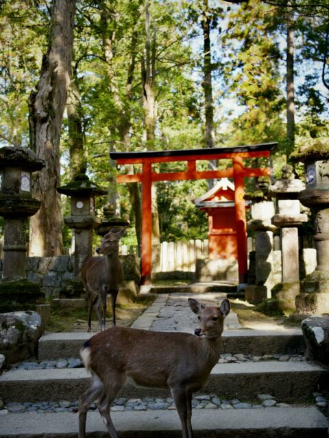 Things to Do in Nara Park: Gentle deer roaming freely in Nara Park, Japan